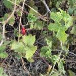 Rubus camptostachys 果実