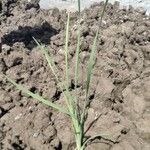 Typha domingensis Blad