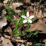 Moehringia lateriflora অভ্যাস