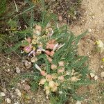 Astragalus physocalyx 形态