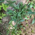 Solidago nemoralis Leaf