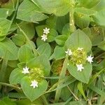 Richardia brasiliensis Flower