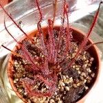 Drosera filiformisعادت داشتن