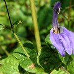 Brillantaisia lamium Flower
