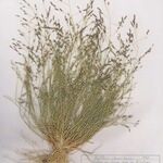Eragrostis pectinacea 形態