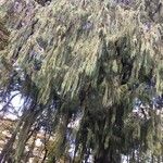 Cupressus cashmeriana Φύλλο