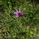 Tragopogon porrifolius 花