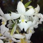 Calanthe sylvatica 花