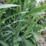 Hedychium coronarium Blad