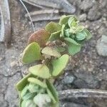 Linaria thymifolia Hábito
