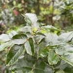 Berberis pinnata Blad