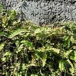 Adiantum incisum Hoja