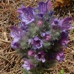 Echium albicans Habit