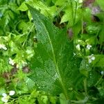 Arabidopsis cebennensis Flor