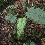 Polystichum transvaalense Leaf