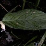 Myrosma cannifolia Λουλούδι