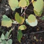 Populus tremula Blad