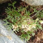 Saxifraga pentadactylis Leaf