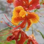 Caesalpinia pulcherrima Blüte