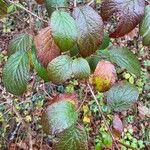 Rubus schleicheri برگ