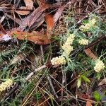 Lomandra obliqua Hábito