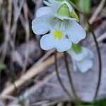 Pinguicula alpina Flor