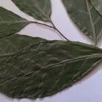 Compsoneura ulei Leaf