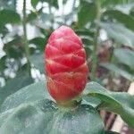 Costus spicatus Frukt