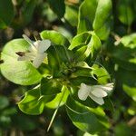 Barleria trispinosa Συνήθη χαρακτηριστικά