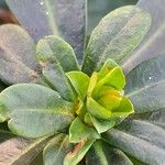 Euphorbia amygdaloides برگ