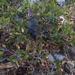 Arctostaphylos pungens Vivejo