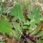 Crepis nicaeensis Foglia