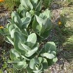 Asclepias californica Yaprak