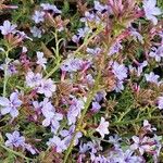 Plumbago europaea Flower