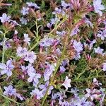 Plumbago europaea Blodyn