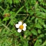 Bidens pilosa Květ