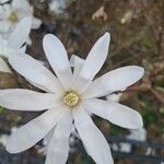 Magnolia stellataBlüte