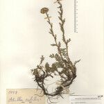 Achillea virescens Mosusu