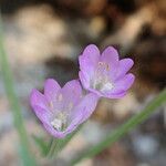 Epilobium montanum Λουλούδι