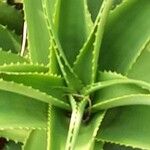 Aloe vaombe