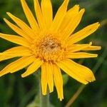 Arnica montana Flower