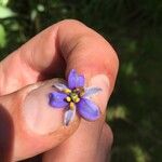 Aristea ecklonii Flower