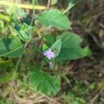 Elephantopus elatusFlower