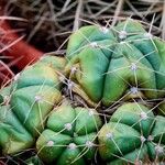 Gymnocalycium horstii叶