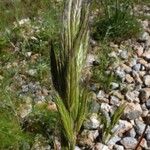 Bromus lanceolatus Fruit