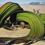 Welwitschia mirabilis Liść