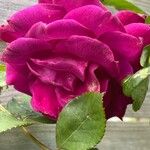 Rosa chinensis Květ