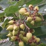 Paulownia tomentosa Плод