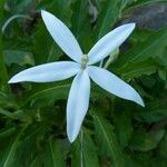 Hippobroma longiflora Λουλούδι