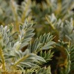 Astragalus granatensis Altul/Alta